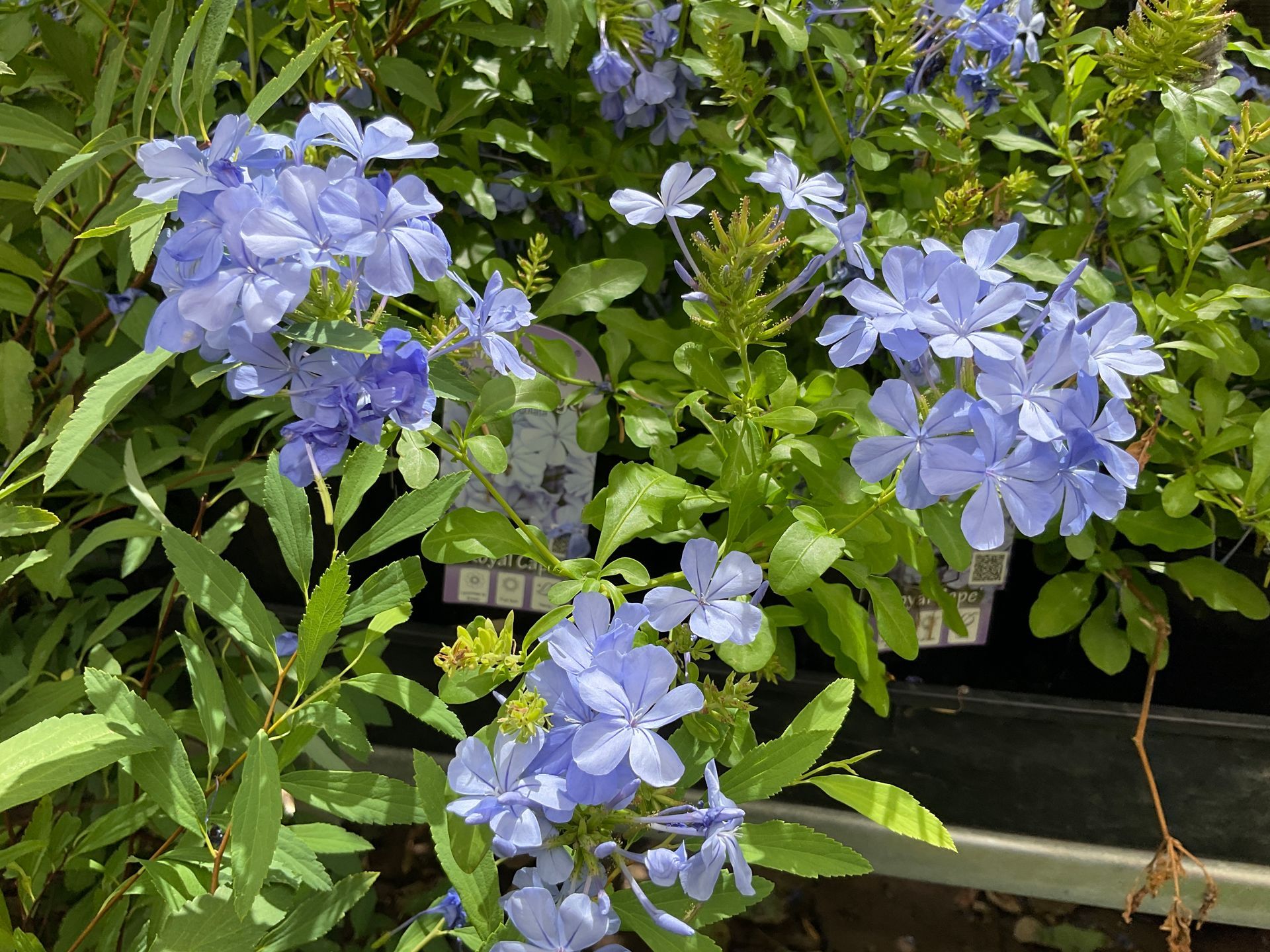Blue Flowers - Magnolia Nursery, Dubbo NSW