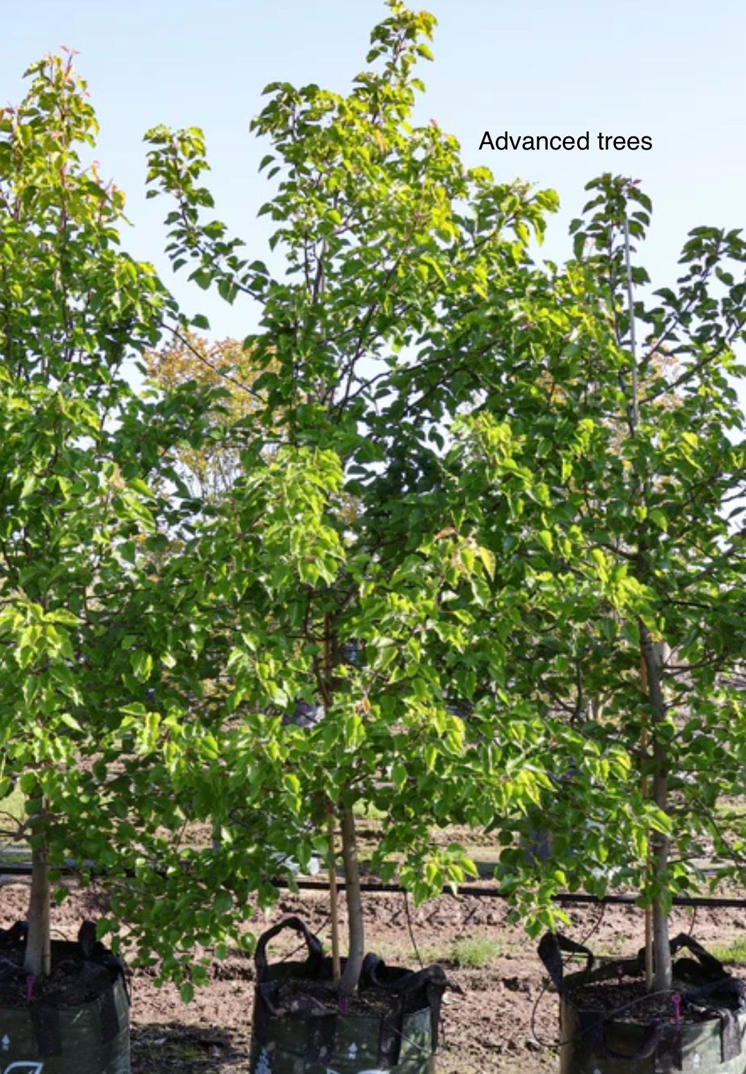 A Bunch Of Potted Plants Are Sitting In Front Of A Store — Magnolia Nursery In Dubbo, NSW