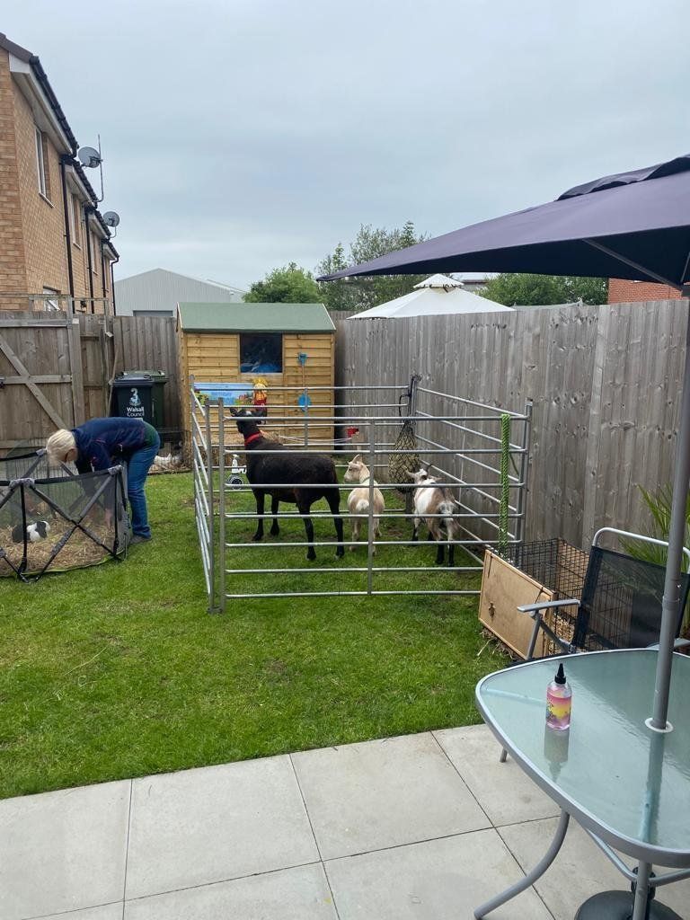 A man is petting a sheep in a fenced in area in a backyard.