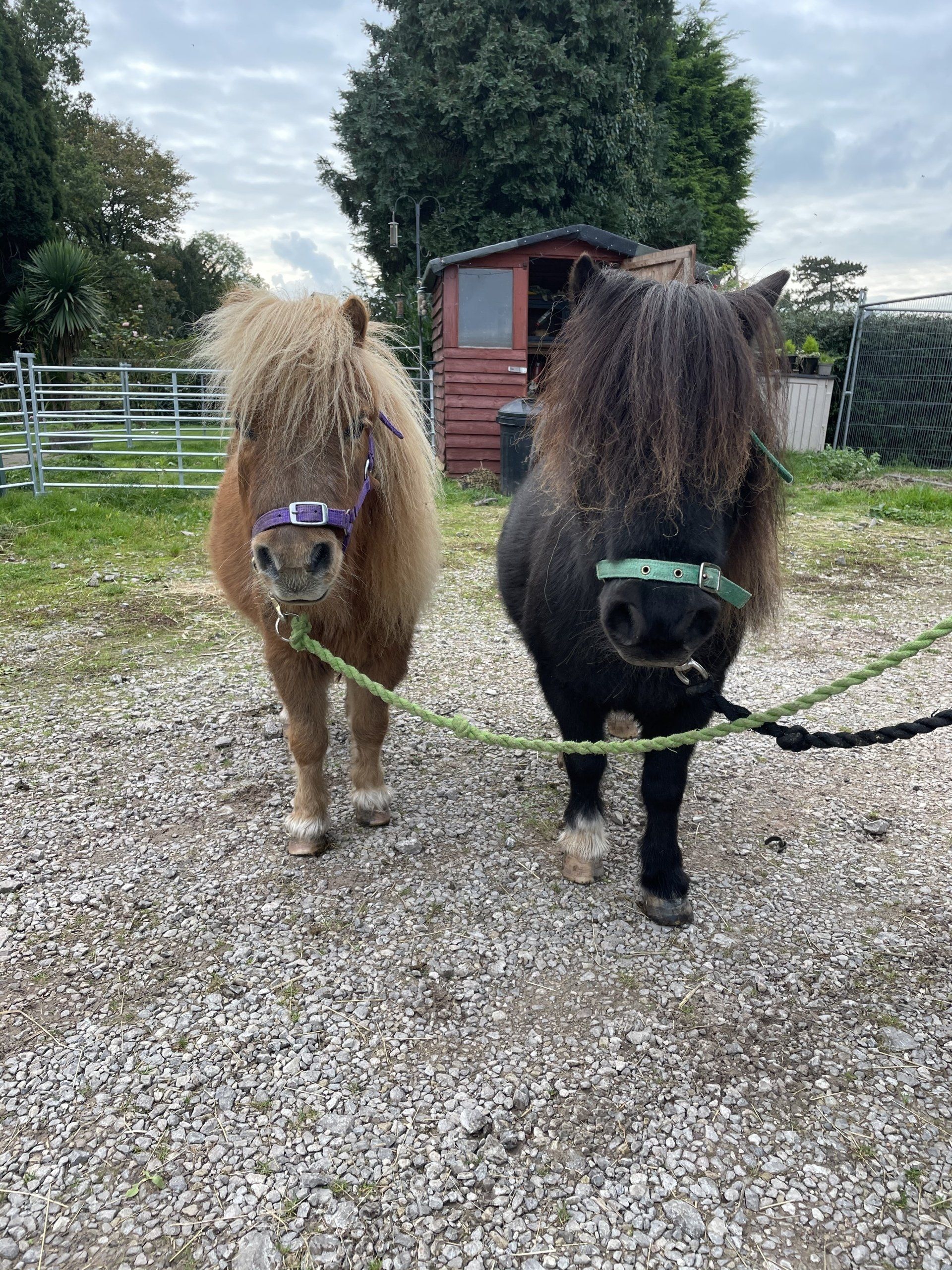 Two miniature horses are standing next to each other on a gravel road.