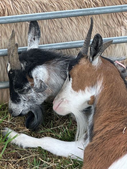 A close up of a goat behind a fence looking at the camera.
