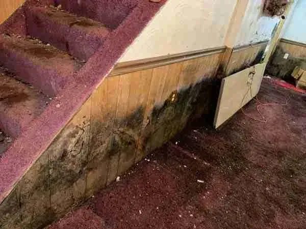 Water-damaged wall and carpet under a staircase, with dark mold stains and peeling paneling