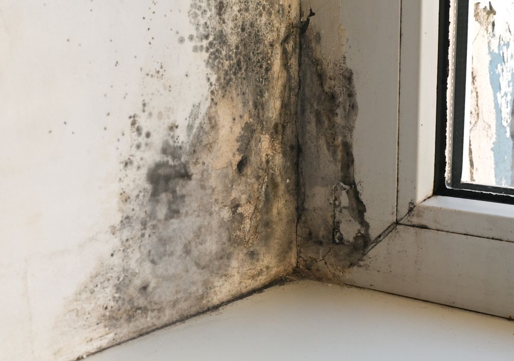 Mold and water damage on a white wall near a window frame