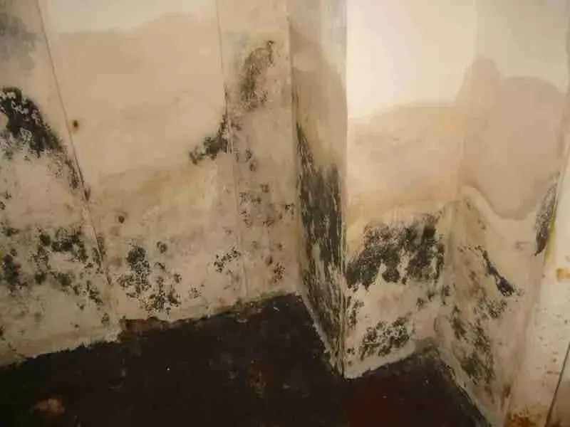 Mold and water damage on a corner wall with peeling paint and dark stains near the floor