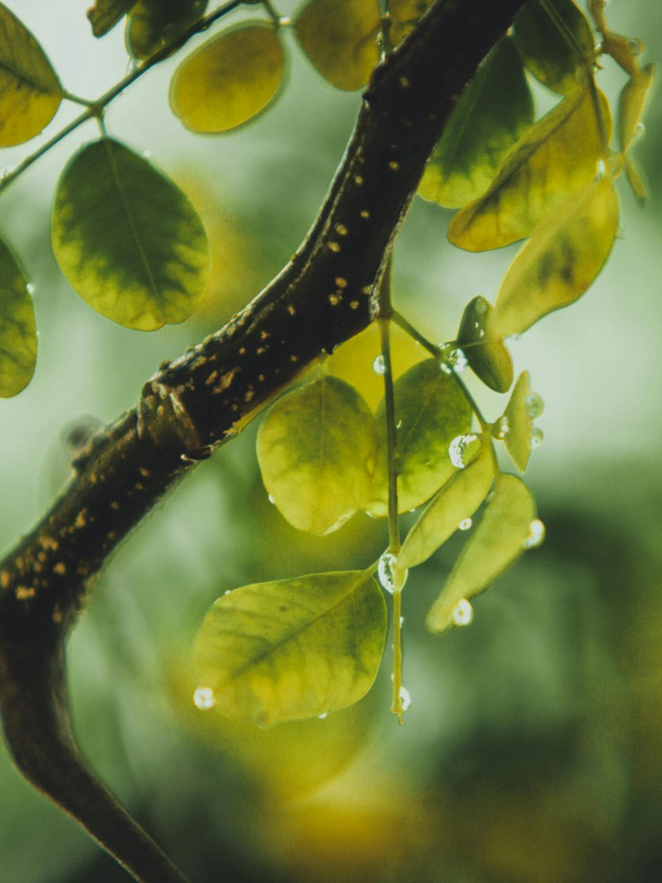 tree-service-glendale-california