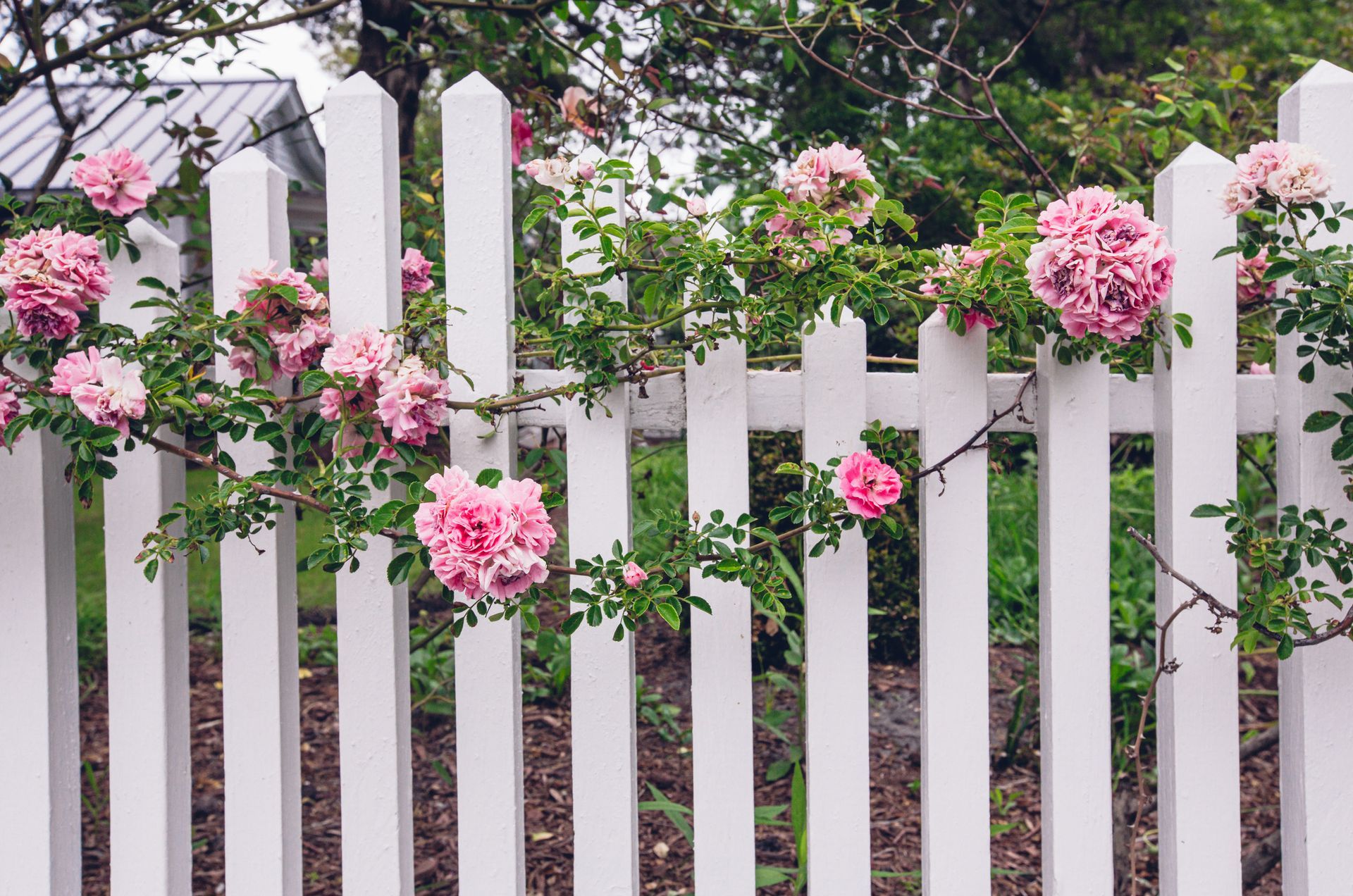 Rose garden with pink roses and a white picket fence.