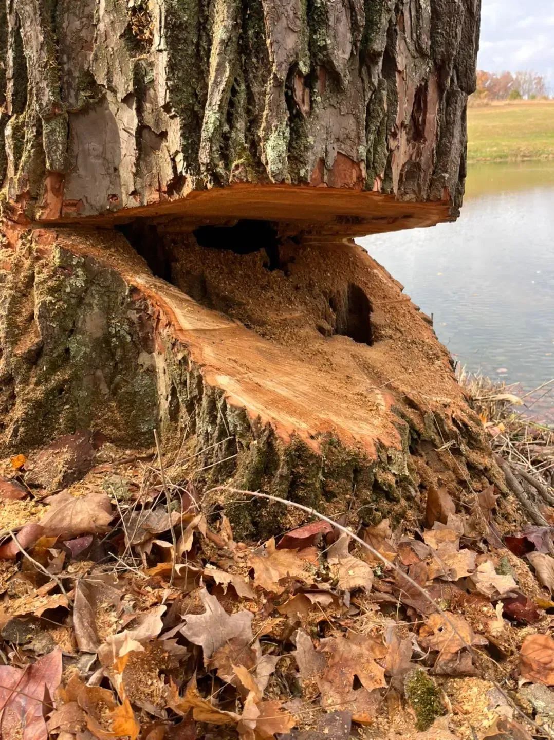 A tree removal in Madison, IN by Earth Shaping LLC