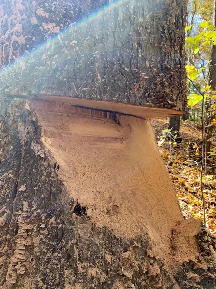 A tree removal in Madison, IN by Earth Shaping LLC