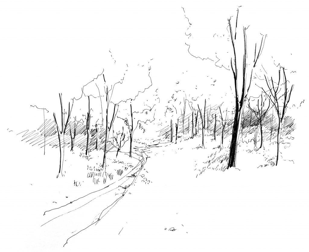 A black and white drawing of a forest with trees and a road.