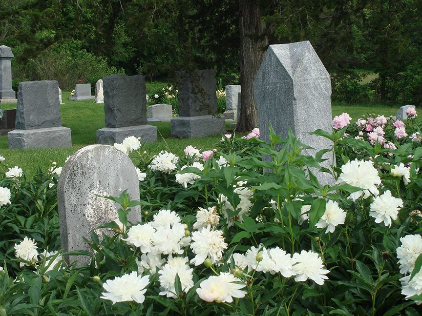 Gravestone-filled cemetery with white and pink flowers blooming amongst the stones.