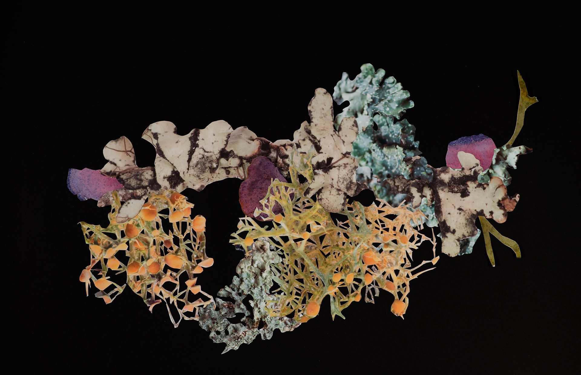Colorful lichen cluster against black. Orange, purple, green, and white patches of growth.