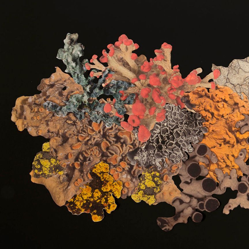 Colorful lichen against a black background. Includes orange, red, yellow, gray, and teal.