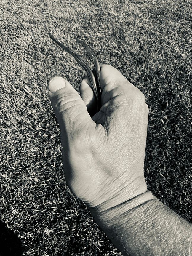 Hand holding tweezers over grass.