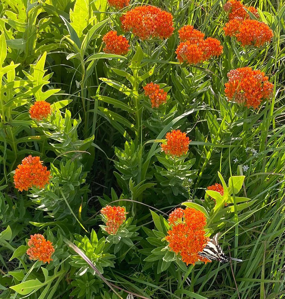 Bright orange butterfly weed flowers bloom amidst green foliage and grass.