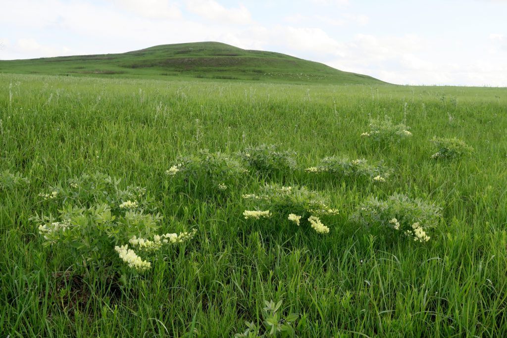A herd of cows are grazing in a grassy field.