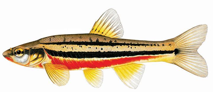 A small fish with red , black and yellow stripes on a white background.