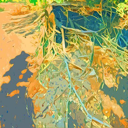 Overhead shot of tree roots in sunlight, with a mix of orange, blue, and yellow.