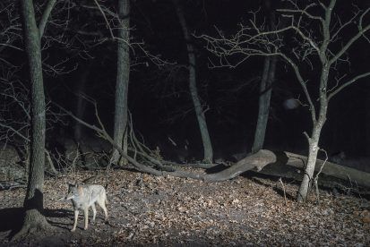 Gray wolf in a dark forest at night, illuminated by light. Fallen tree and leafless trees.