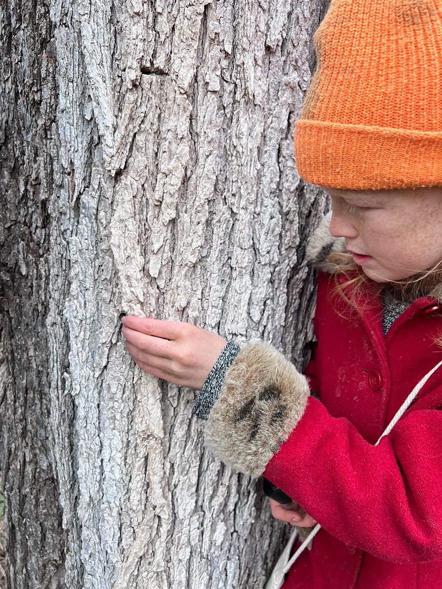 Child in red coat touches tree bark, exploring outdoors, wearing orange hat.