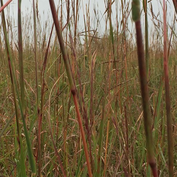 A field of tall grass with a gray sky in the background.