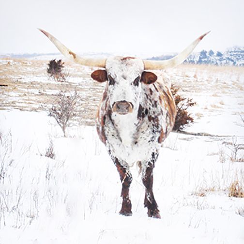 Texas Longhorn in a snowy field, speckled white and brown coat, large horns pointed outwards.