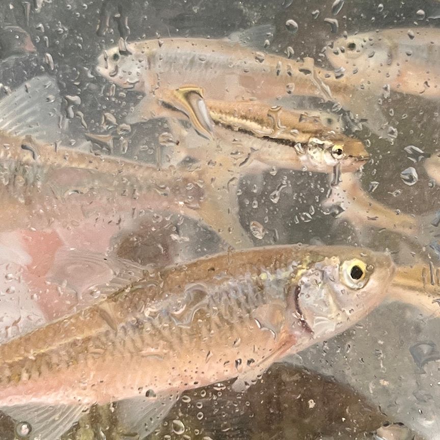 A group of small, light-colored fish in a watery environment, seen through a transparent surface.