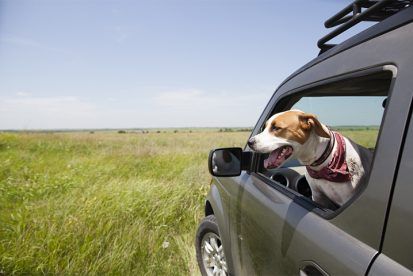 Dog wearing a bandana, leaning out of a car window in a grassy field on a sunny day.