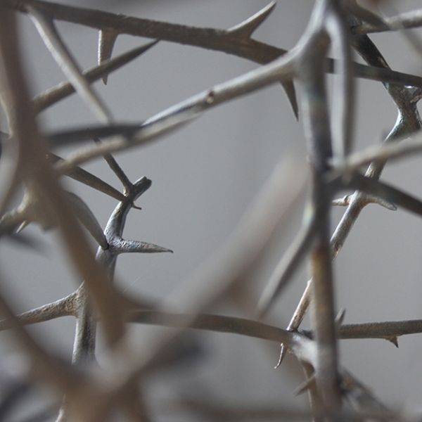 A bunch of branches with thorns on them