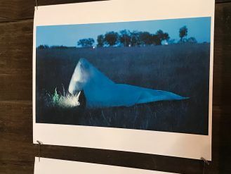 White cloth on a field, possibly a ghost, under a dark blue sky with trees.