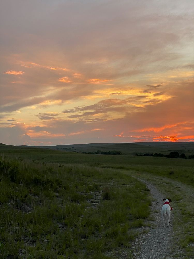 A dog is walking down a dirt path in a field at sunset.