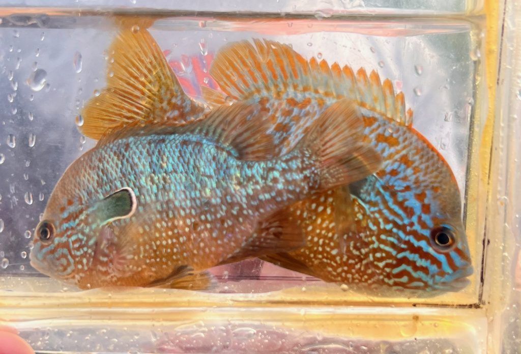 Two colorful pumpkinseed sunfish in a clear container, showing blue and orange patterns.