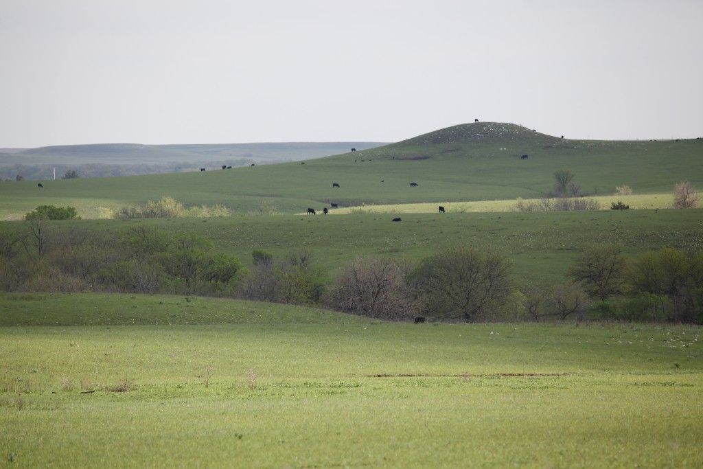 A herd of cows are grazing in a grassy field.