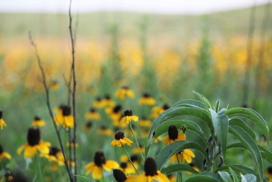 A field of yellow flowers with black centers and green leaves