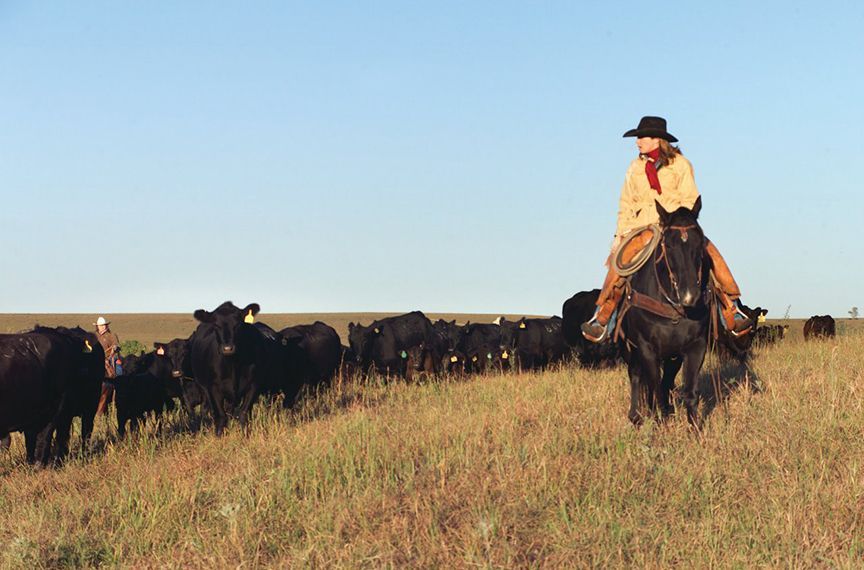 A cowboy is riding a horse in a field of cattle