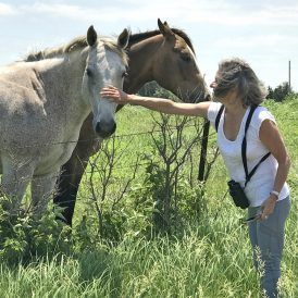 Woman pets a light gray horse near a brown horse, both behind a wire fence in a grassy field.