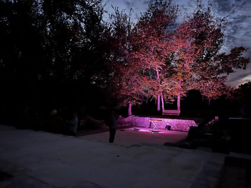 Trees lit with pink lights at dusk.