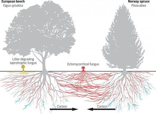 Diagram: European beech and Norway spruce trees with connected root systems. Carbon transfer via fungi is shown.
