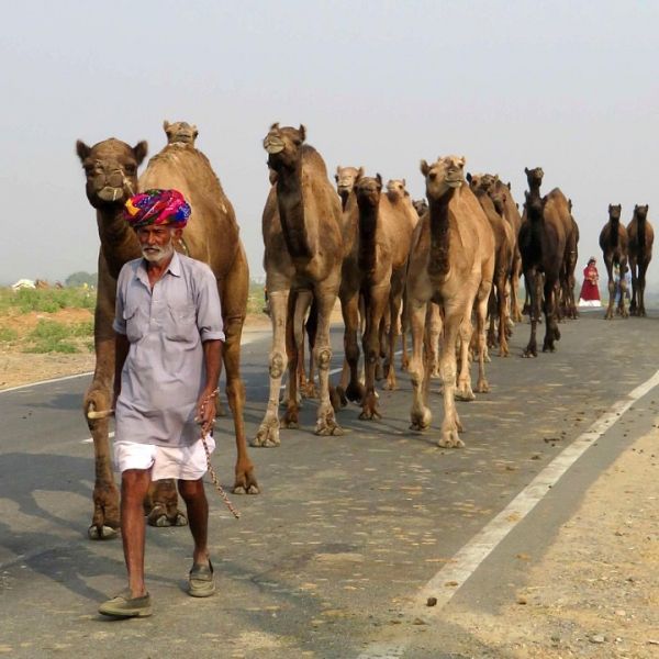 A man leads a herd of camels down a road
