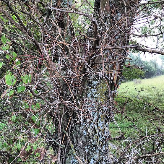 Thorny tree trunk with many sharp thorns and a green grassy background.