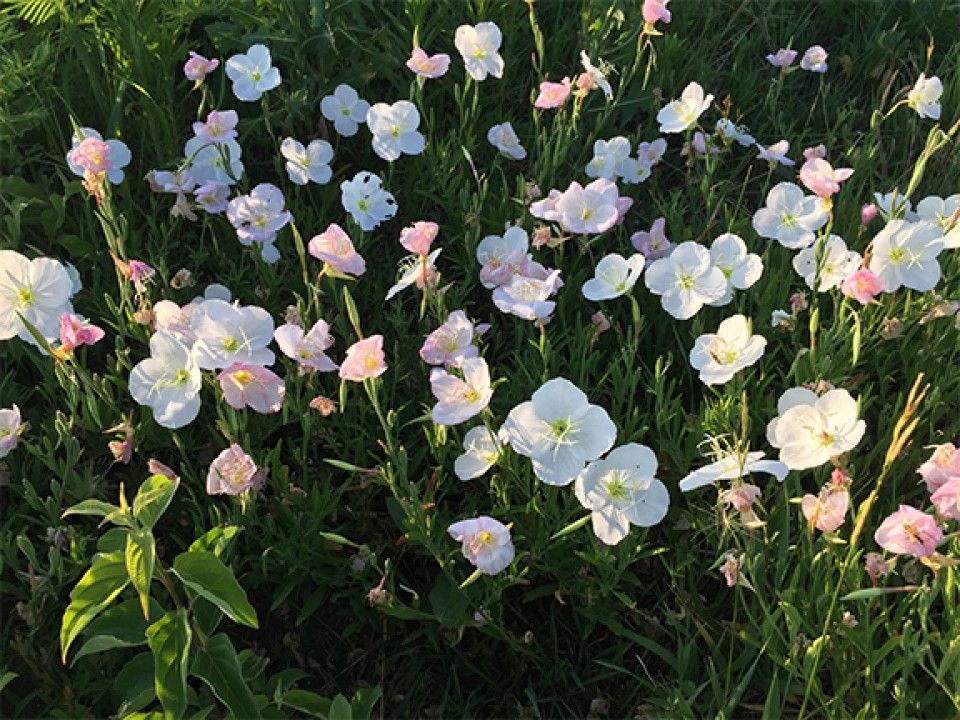 A field of white and pink flowers growing in the grass