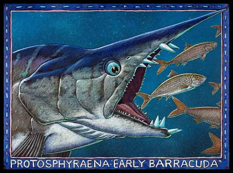 A picture of a protosphyraena early barracuda