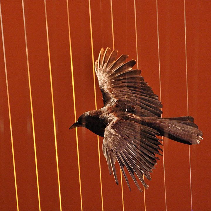 A taxidermied crow in flight, hanging against an orange background with vertical gold strings.
