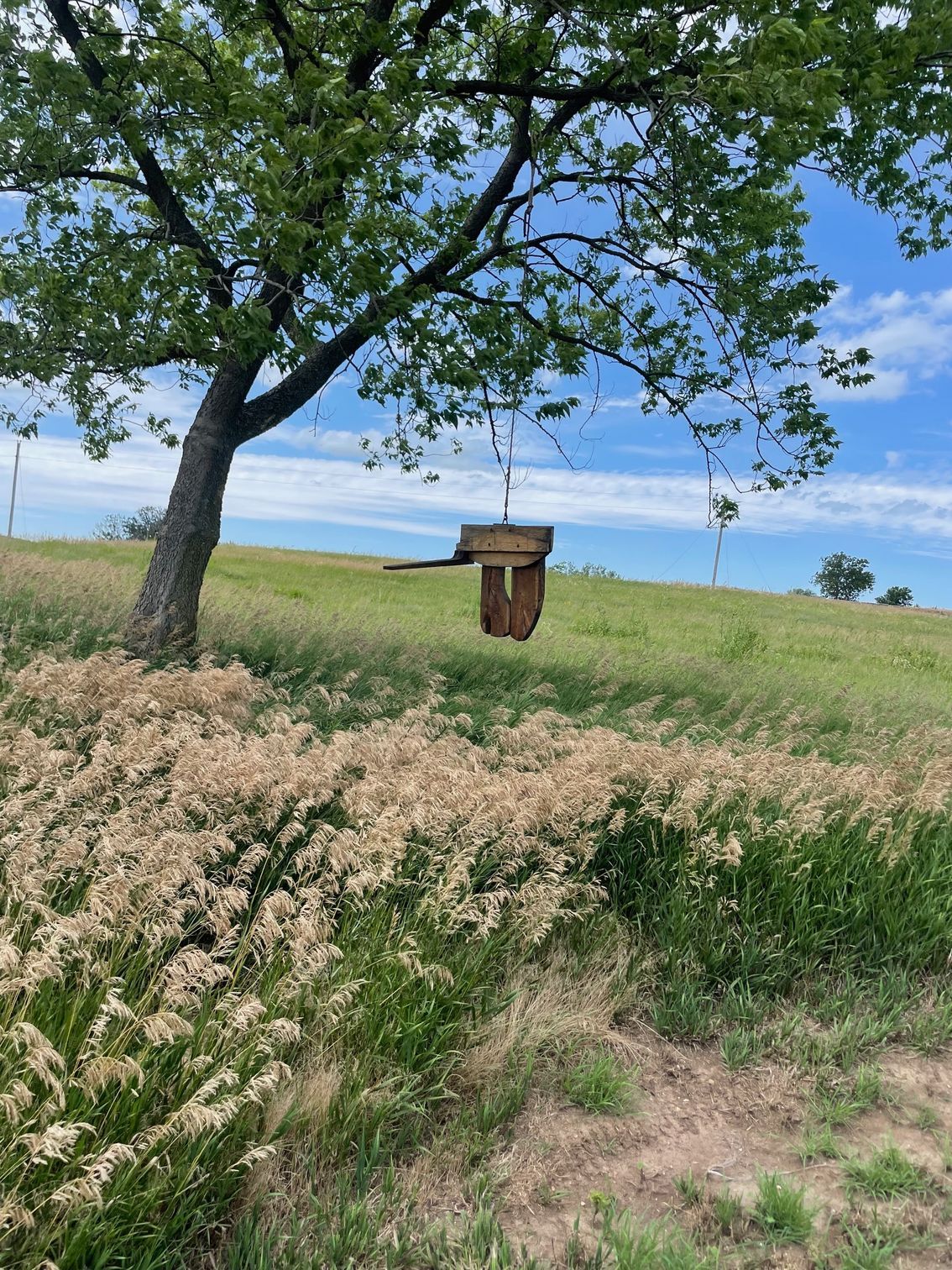 A tree stands in the middle of a grassy field in a park.