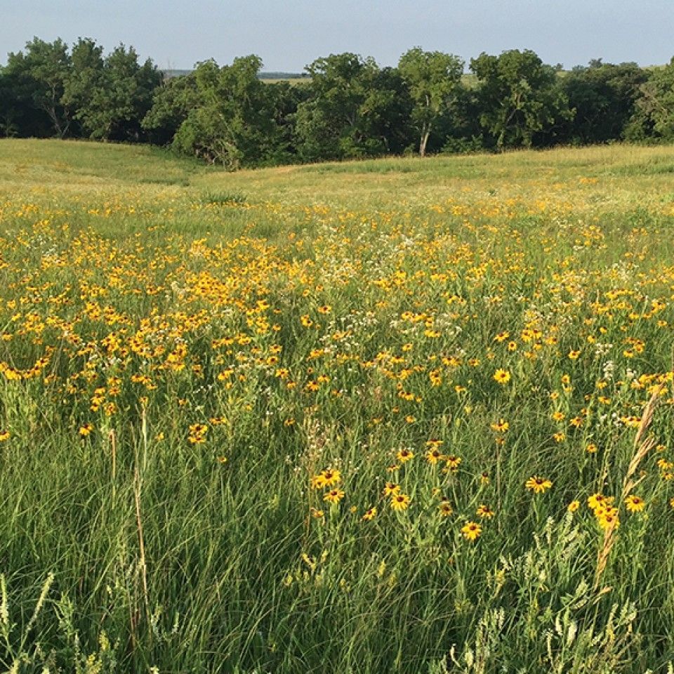A field of tall grass and yellow flowers with trees in the background