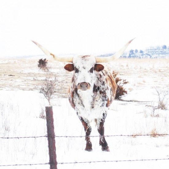 Longhorn bull in snowy field, standing near a fence.