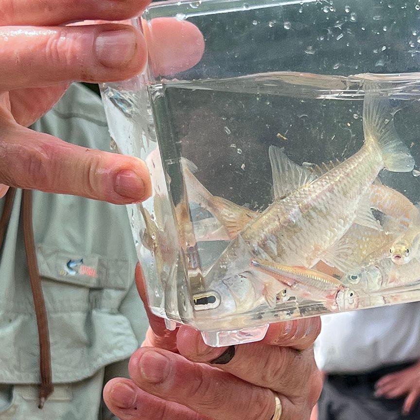 Person holding a clear plastic container holding several small silvery fish.