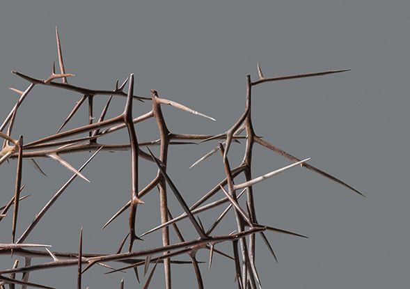 Susan White, Sentinel II (detail), honey locust thorns. Photo by E. G. Schempf