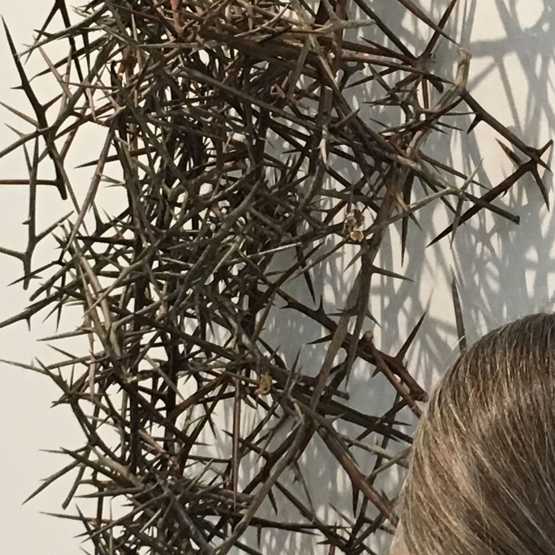A woman is standing in front of a wall of thorns