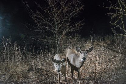 Two deer stand in a dark forest at night. One has antlers, the other doesn't.