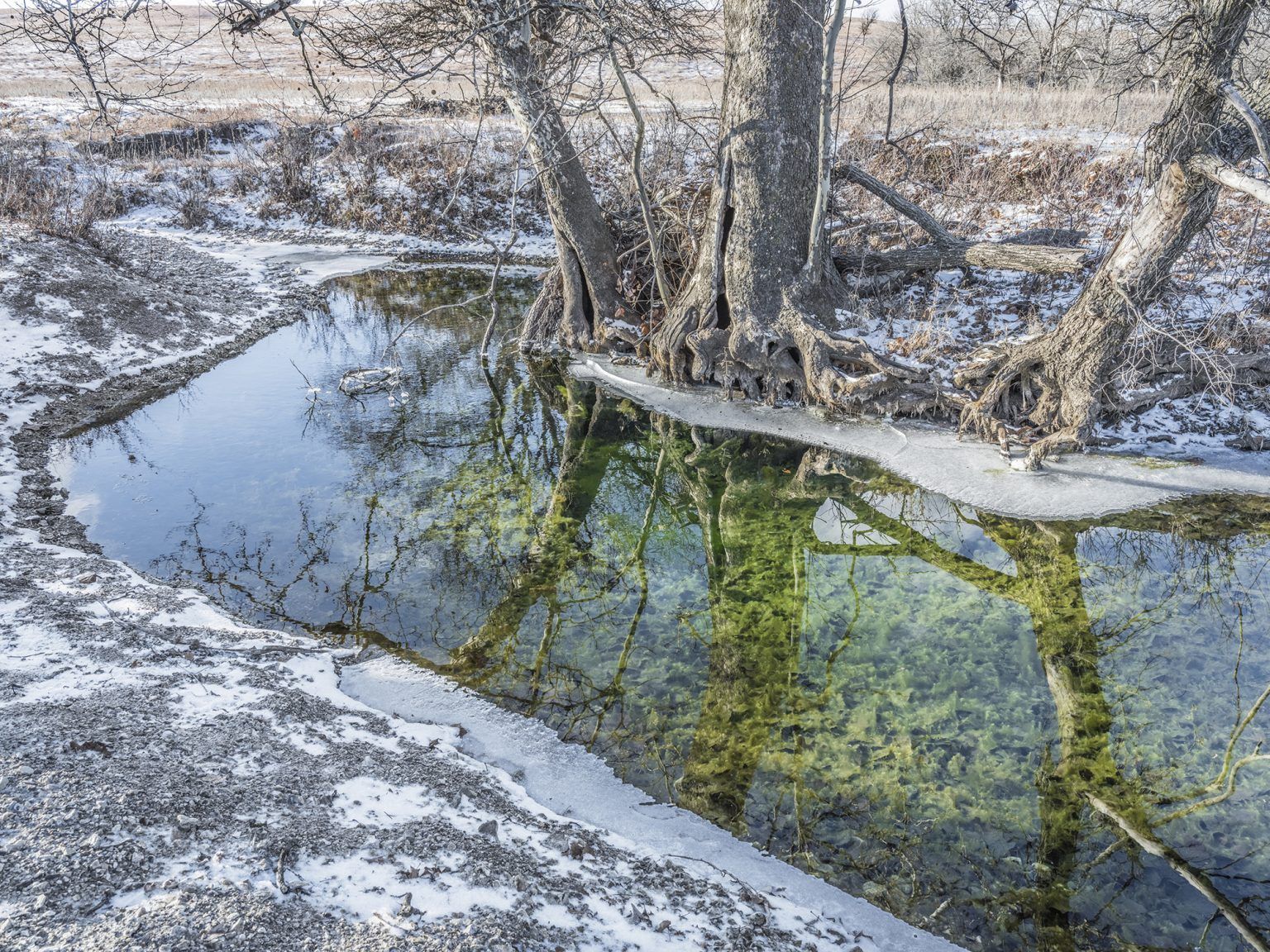 A tree's reflection in a still, icy stream in a winter landscape; the water is clear with green algae.